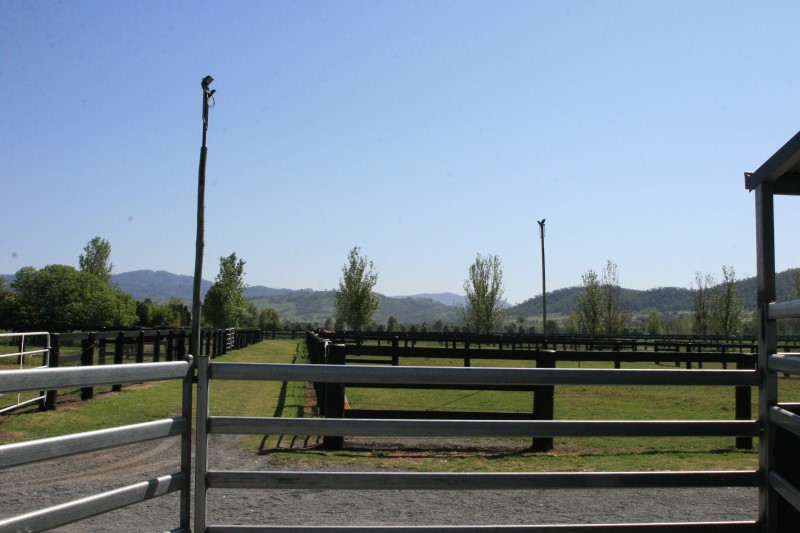 Arrowfield Stud - 004.JPG